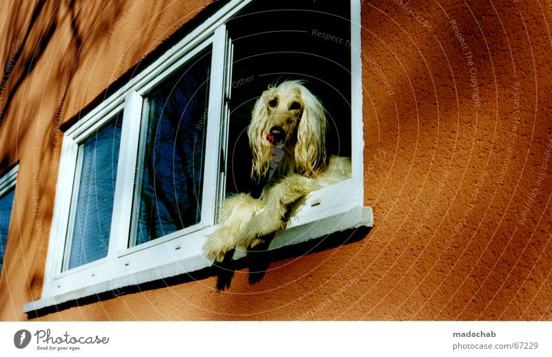 ERAHNTE ÄHNLICHKEIT Hund Fenster Wand prätentiös langhaarig Mähne verwöhnen Aussicht genießen Blick Einsamkeit Tier vermenschlichung der kleen liebling dog