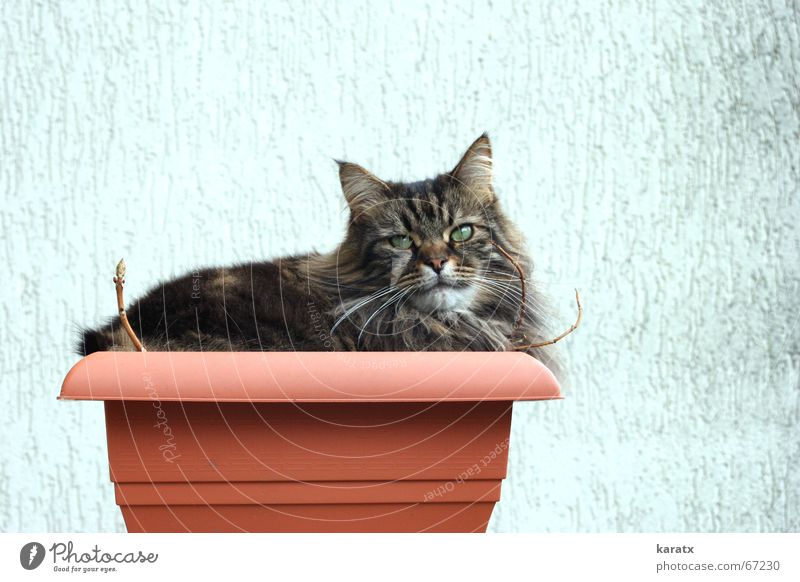 Katze im Kübel Pflanze Freizeit & Hobby Tier Erholung Sommer Garten terasse