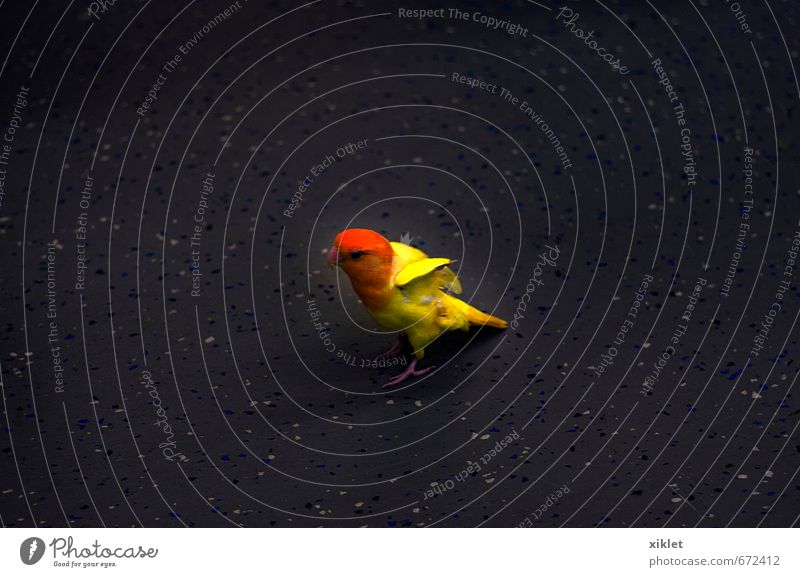 Sittich Tier exotisch Vogel 1 alt Bewegung fliegen rennen außergewöhnlich elegant frei klein verrückt schön gelb Coolness Gelassenheit Überraschung Angst bizarr