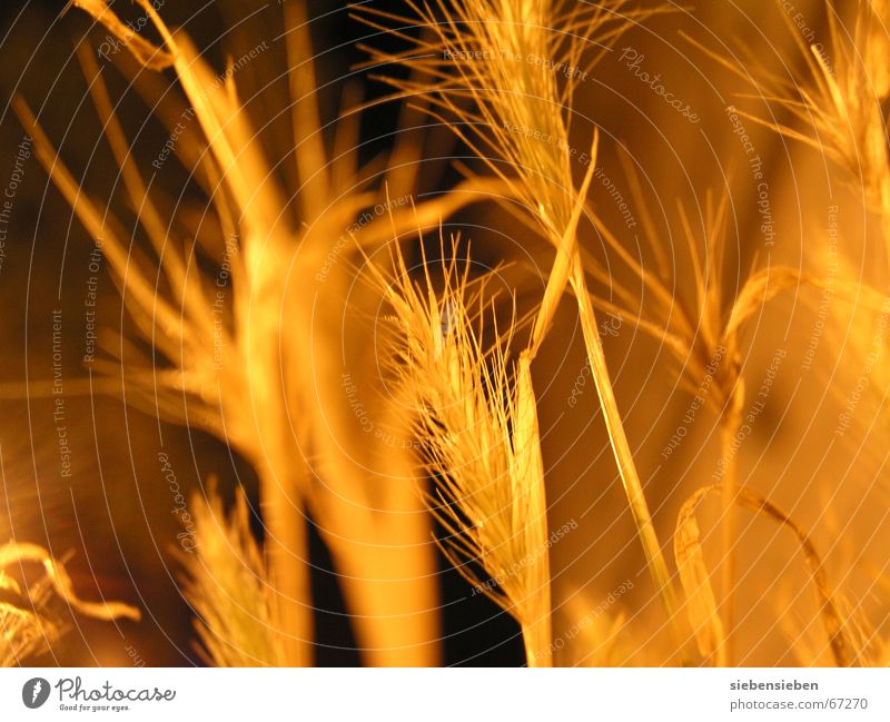 Nachts (III) Beleuchtung dunkel gelb Pflanze erleuchten trocken Dürre eingetrocknet Feldfrüchte Zerealien Ähren Botanik Pflanzenteile Umwelt glänzend Samen