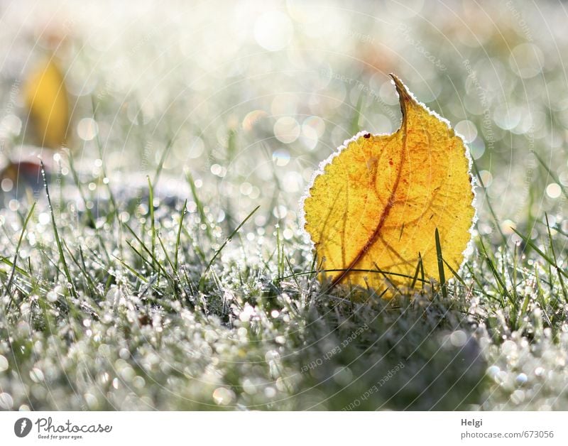 Winterjuwelen... Umwelt Natur Pflanze Schönes Wetter Eis Frost Gras Blatt Grünpflanze Garten frieren glänzend stehen dehydrieren ästhetisch außergewöhnlich