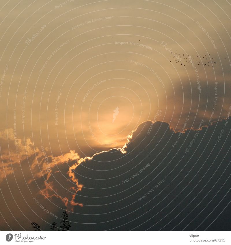 Morgens um 6 Sonnenaufgang Wolken Vogel bedrohlich Licht Beleuchtung Schatten Kontrast