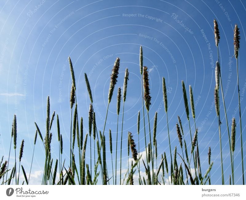 Gräser Gras Sommer grün Wiese Feld Luft leicht Wolken Froschperspektive streben Wachstum Himmel blau Wind oben grass sky blue field clouds