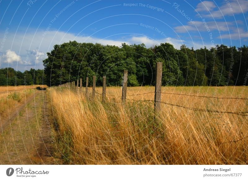 Ein Weg am Kornfeld Fußweg Waldrand Sandweg Feldrand Zaun Gerste Gras grün Wolken Landwirtschaft Wiese Himmel Getreide gold blau Natur Freiheit Ferne