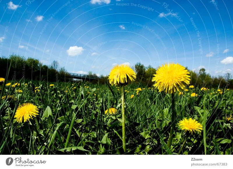 Flower meadow himmelblau Wolken Wiese grün gelb Blume Blumenwiese Idylle Flowerpower Himmel Ferne flower