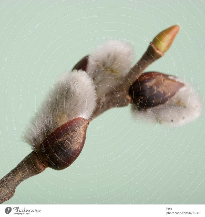 drei weidenkätzchen Duft Dekoration & Verzierung Natur Pflanze Frühling Sträucher Blüte Blumenstrauß Blühend Wachstum kuschlig weich türkis weiß Idylle