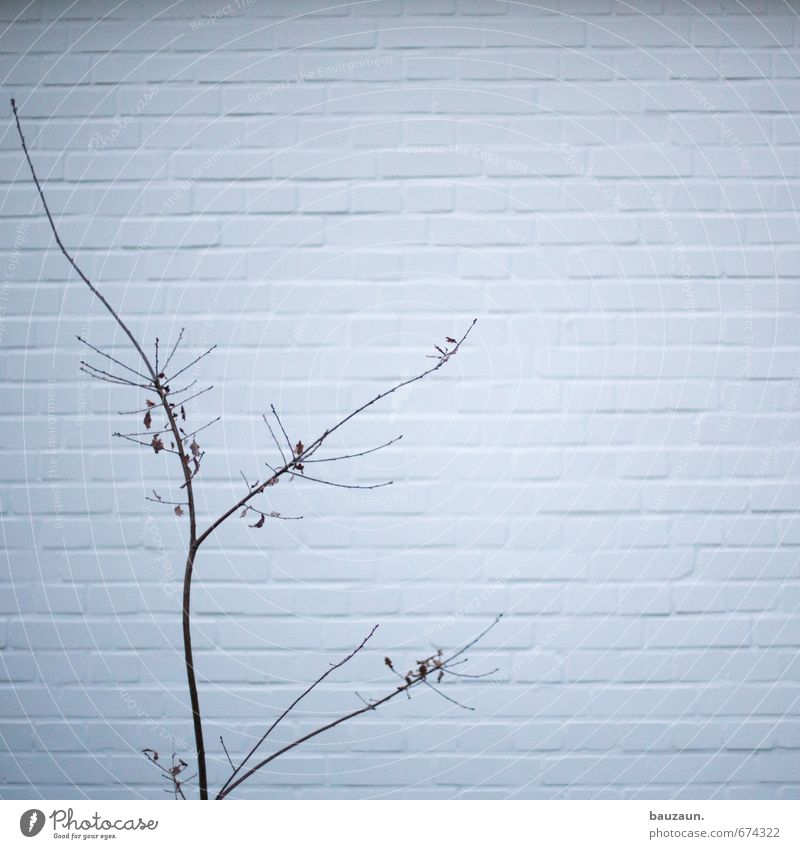 alleinstehend. Häusliches Leben Garten Frühling Herbst Winter Pflanze Baum Sträucher Park Mauer Wand Fassade Ast Stein Holz Linie Streifen verblüht dehydrieren