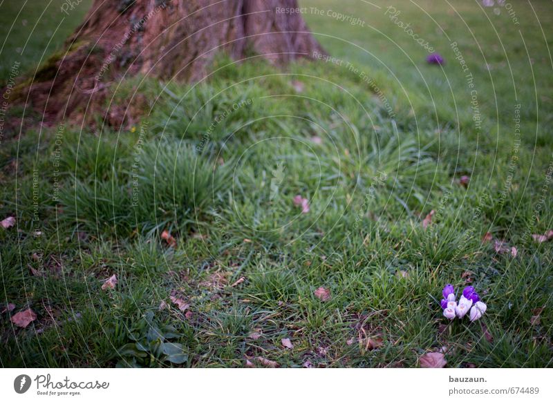kuschelgruppe. Ausflug Häusliches Leben Garten Natur Erde Frühling Pflanze Baum Gras Krokusse Park Wiese Holz Blühend Duft Wachstum klein schön grün violett