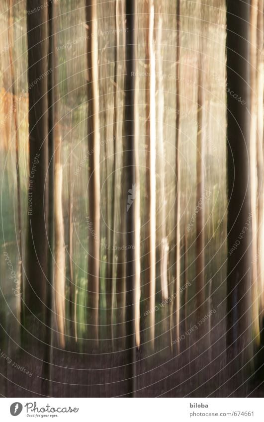 Impression eines Waldes mit Sonnenstrahlen Natur Tier Sonnenlicht Sommer Herbst Baum braun gelb grün Märchenwald Farbfoto Außenaufnahme Experiment abstrakt