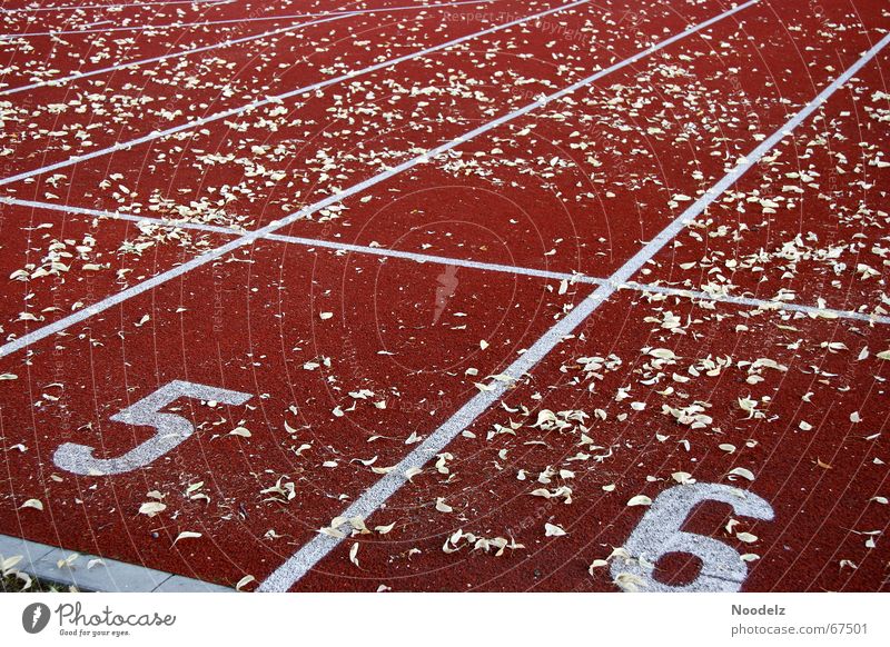 Run Run Run Rennbahn rot Blatt Linie Ausdauer Außenaufnahme Ziffern & Zahlen Schilder & Markierungen laufen Sport