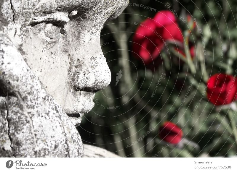 Medusas Opfer Junge rote Rose Blume Skulptur Kind Lippen Moos Kalkstein Eros ruhig Gefühle Romantik zeitlos gefangen schäbig Vergangenheit vergangen