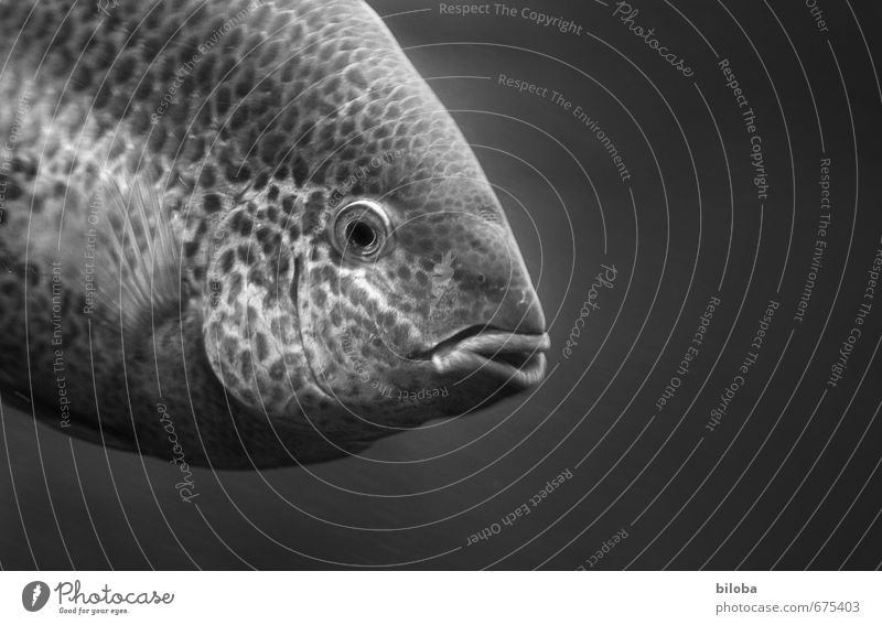 340 Bildpunkte :-) Tier Wasser Wildtier Fisch Tiergesicht Schuppen Aquarium 1 schwarz weiß Blick Auge Mund lachen Nahaufnahme Menschenleer Textfreiraum rechts