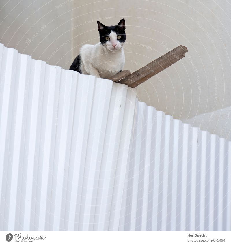 Auf dem Posten Tel Aviv Stadt Haus Gebäude Fassade Haustier Katze 1 Tier Holz Metall Blick sitzen warten niedlich braun schwarz weiß achtsam Wachsamkeit