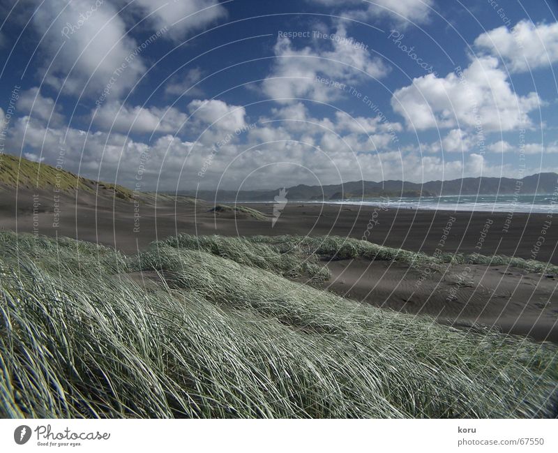 Endlich... Strand Gras verweht Wolken Horizont Neuseeland ruhig kommen Außenaufnahme Weitwinkel schwarzer sand Ferne Kraft Himmel