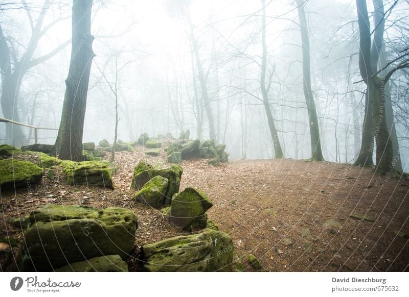Filmkulisse für den Hobbit Landschaft Pflanze Tier Frühling Herbst Nebel Baum Moos Wald blau braun gelb grün schwarz weiß Märchenwald Stein geheimnisvoll