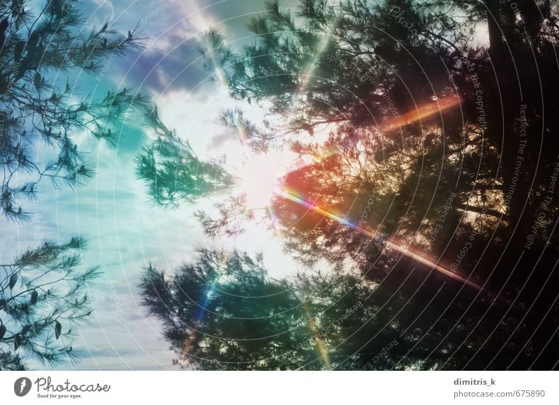 Lichtspektrum Kiefer schön Sommer Sonne Umwelt Natur Landschaft Pflanze Himmel Wolken Wetter Baum Blatt Wald träumen hell Gelassenheit Farbe Surrealismus Rochen