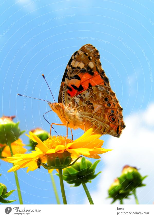 Butterfly Sommerfarbe Schmetterling Blume Wolken mehrfarbig schön perlmuttfalter Himmel Farbe Flügel jarts