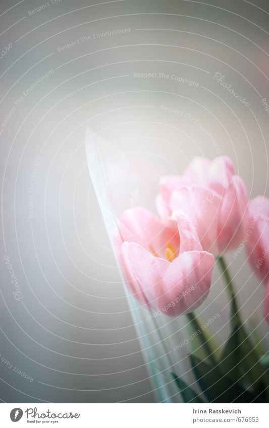 Tulpen Natur Pflanze Frühling Blume Blatt Blüte Blühend genießen schön niedlich rosa Gefühle Freude Fröhlichkeit Warmherzigkeit Farbfoto Menschenleer
