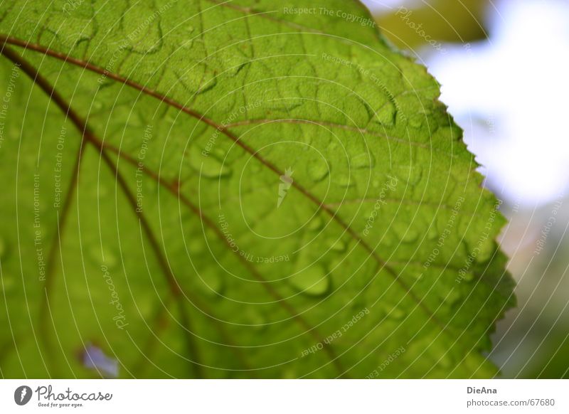 abweisend Blatt Blattadern Regen Pflanze Sommer grün Himmel Natur Unschärfe leaf raindrops sky