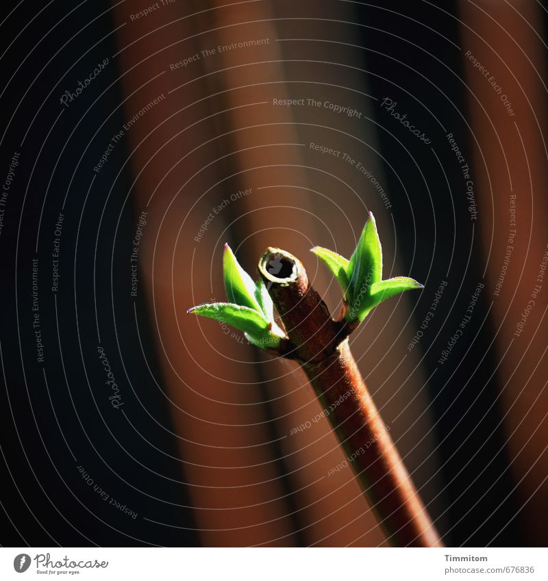 kreuzweise | ansatzweise Pflanze Frühling Schönes Wetter Sträucher Blatt Grünpflanze Stengel Wachstum ästhetisch einfach fest natürlich braun grün Gefühle