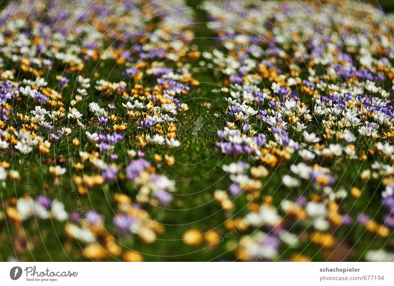 Krokusteppich Garten Frühling Blume Blüte Wiese schön gelb grün violett weiß Krokusse Crocus Schwertliliengewächse Farbenspiel Farbenwelt Farbenmeer Farbfoto