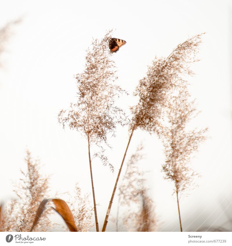 Erstflug Natur Pflanze Tier Gras Schilfrohr Seeufer Schmetterling 1 sitzen klein natürlich braun weiß Frühlingsgefühle Mut Gelassenheit geduldig ruhig beweglich