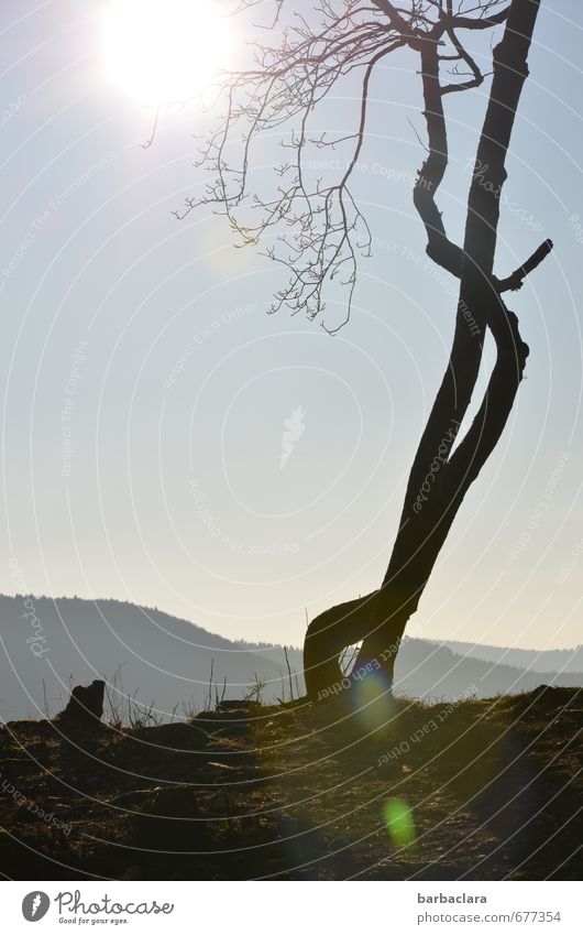 Verführungskünste Natur Landschaft Pflanze Erde Himmel Sonne Frühling Schönes Wetter Baum Hügel Berge u. Gebirge leuchten Wachstum außergewöhnlich dunkel fest