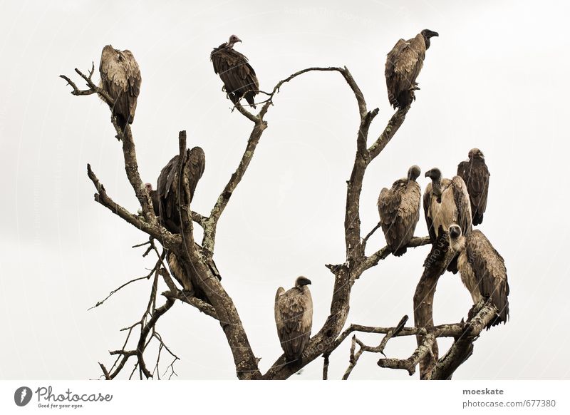 Unter Geiern Vogel warten Baum kahl trüb dunkel Appetit & Hunger Südafrika Krüger Nationalpark Farbfoto Gedeckte Farben Außenaufnahme Menschenleer Freisteller