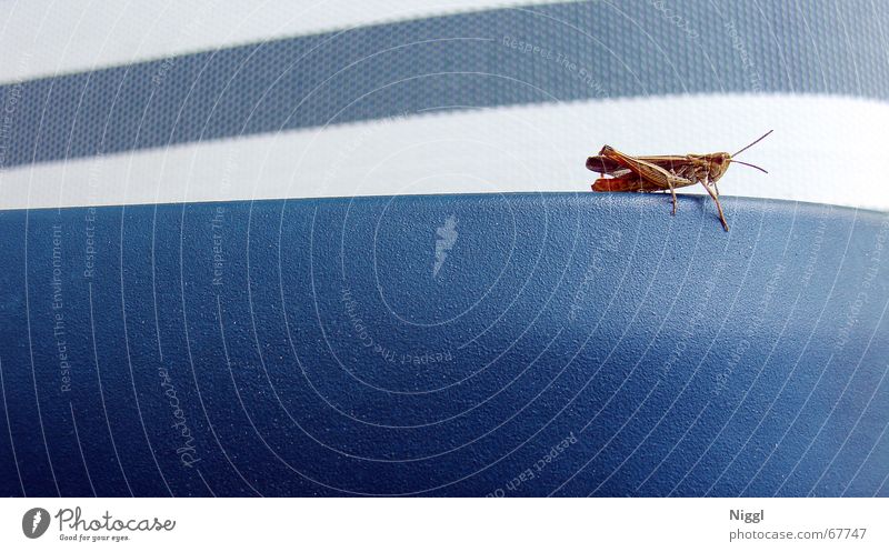 Grasshopper Heuschrecke Insekt Makroaufnahme Stil Streifen weiß Salto blau Stuhllehne niggl