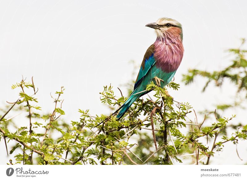 Rackenvogel Vogel blau grün violett orange Südafrika Rackenvögel sitzen Krüger Nationalpark Farbfoto mehrfarbig Außenaufnahme Menschenleer Textfreiraum links