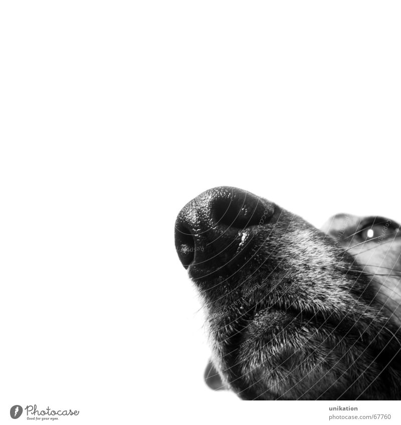 Immer der Nase nach ... Hund Schnauze Geruch schwarz weiß Kontrolle Fell Wachsamkeit Freisteller Schwarzweißfoto Makroaufnahme Haare & Frisuren Blick beobachten