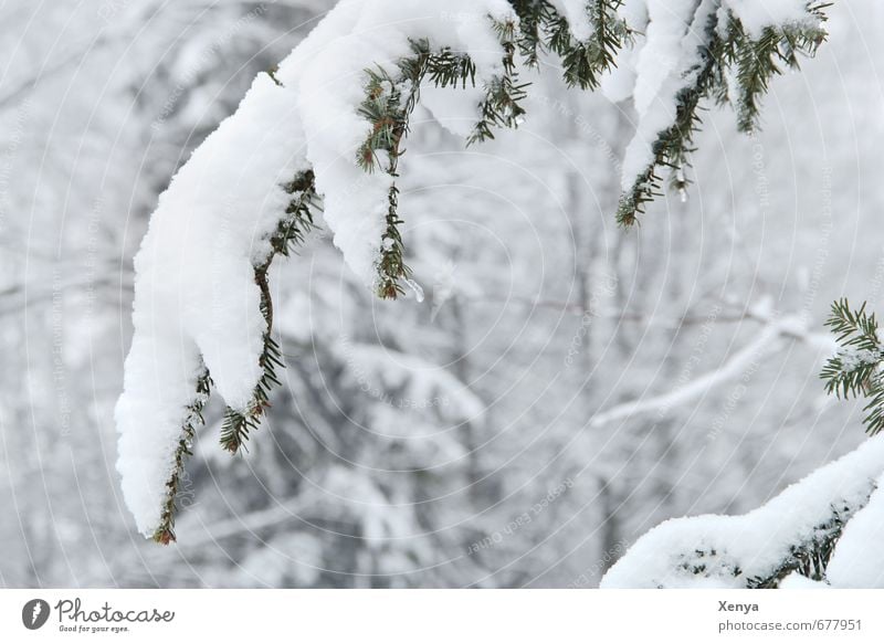 Jetzt wird´s wieder Winter Natur Eis Frost Schnee Pflanze Baum Garten kalt weiß Schneefall schwer Ast gebeugt Zweig Wetter Winterurlaub Außenaufnahme