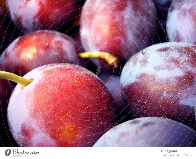 Pflaumen rot violett gepflückt süß Steinfrüchte Frucht Raureif Ernte fruit Stengel