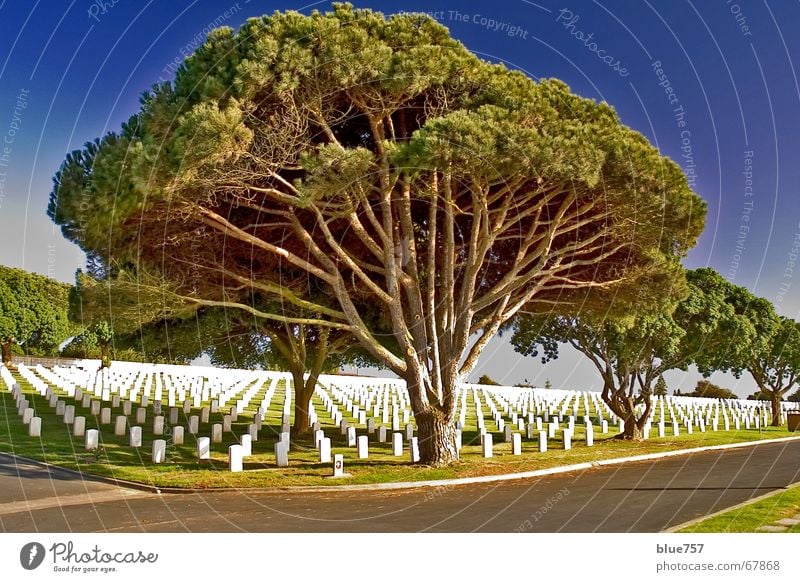 Peaceful at Last Erinnerung Friedhof Soldatenfriedhof Grab Grabstein Zypresse Baum Einsamkeit grün weiß ruhig The Needles Himmel San Diego County