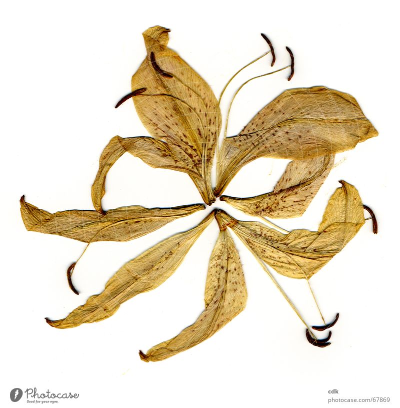 zerlegte Lilie Pflanze Blüte Blume getrocknet gepresst flach trocken Blütenblatt Staubfäden gelb Vogelperspektive zerbrechlich zart Verfall Vergänglichkeit