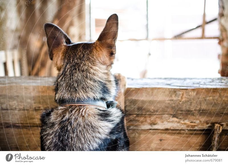Halt die Ohren steif! Landwirtschaft Forstwirtschaft Dorf Hütte Tier Haustier Nutztier Hund 1 Holz beobachten hören Blick braun schwarz geduldig Neugier