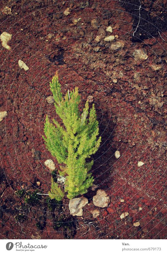 wachsen Natur Pflanze Herbst Sträucher Grünpflanze Baumschössling Felsen Stein Wachstum klein braun grün rot Farbfoto mehrfarbig Außenaufnahme Nahaufnahme