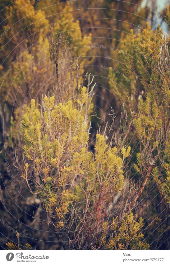 Da ist doch was im Busch² Natur Pflanze Herbst Sträucher Zweig Wachstum gelb grün Farbfoto Gedeckte Farben Außenaufnahme Nahaufnahme Menschenleer Tag Licht