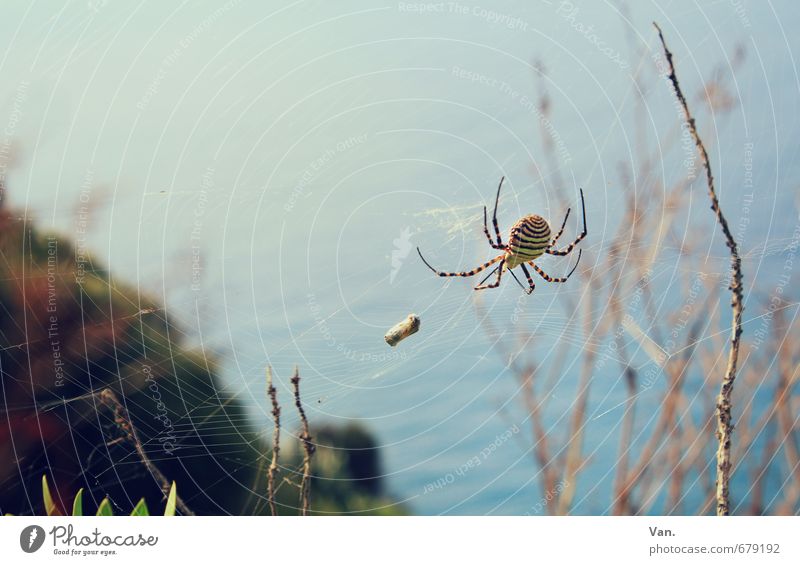Die klitzekleine Spinne... Natur Tier Herbst Pflanze Zweig Küste Meer Wildtier Spinnennetz 1 Wärme blau Beute Farbfoto Gedeckte Farben Außenaufnahme Nahaufnahme