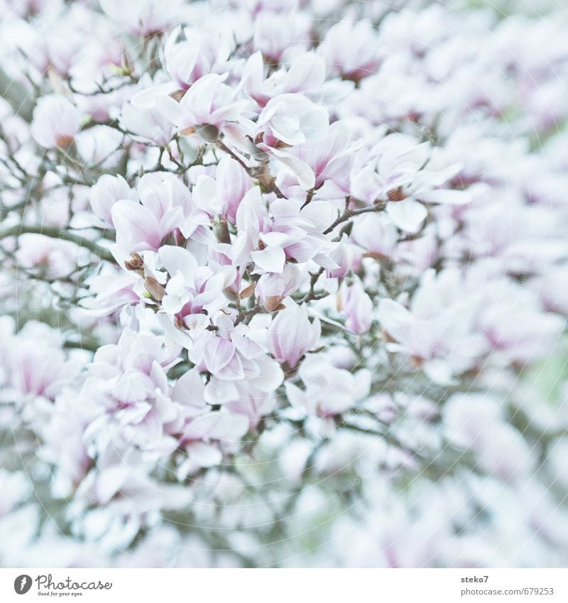 Frühling im Überfluss Pflanze Baum Blüte Magnolienbaum Magnolienblüte Blühend hell rosa weiß üppig (Wuchs) eng prächtig Gedeckte Farben Außenaufnahme