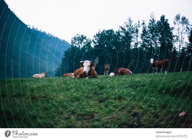 Kuh im Morgengrauen Erholung Berge u. Gebirge wandern Umwelt Natur Tier Gras Feld Alpen Nutztier Tiergruppe Herde Schwarm Tierfamilie liegen frei Freundlichkeit
