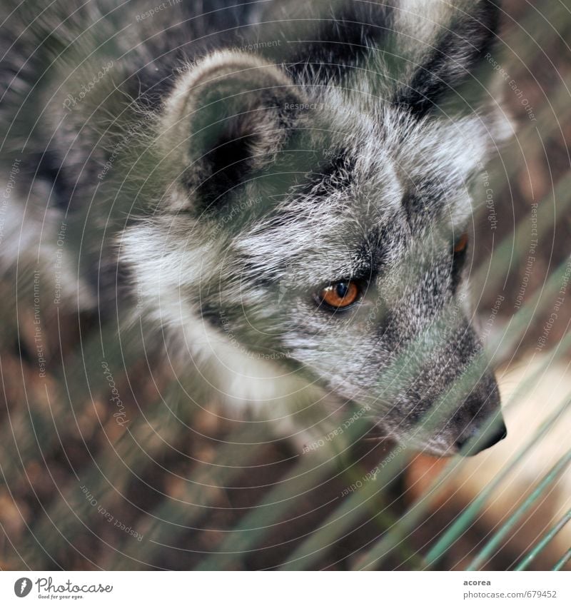 Gefangen Tier Wildtier Zoo 1 beobachten Blick Neugier wild grau Tierliebe Gitter Zaun Wolf Auge Farbfoto Außenaufnahme Nahaufnahme Menschenleer Tag