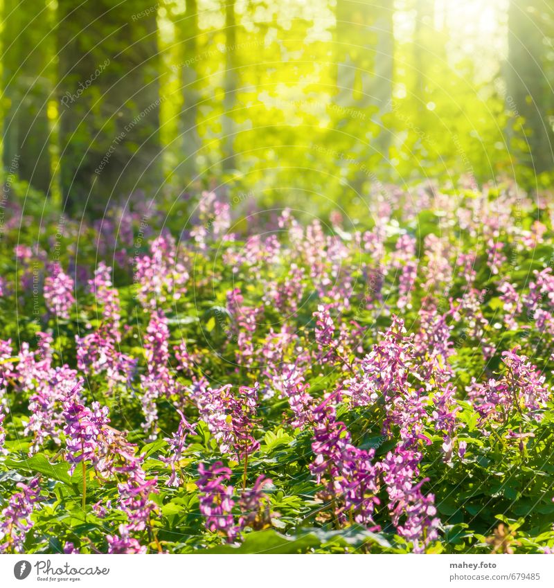 Frühlingssonnenstrahlen Umwelt Natur Pflanze Schönes Wetter Baum Blume Blüte Wildpflanze Lerchensporn Blütenpflanze Wald atmen Blühend Duft leuchten Wachstum
