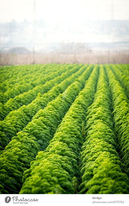 Grünkohl Ernährung Landwirtschaft Gärtnerei Grünpflanze Nutzpflanze Feld Wachstum ästhetisch Duft nachhaltig grün Reichtum viele Reihe Gemüsebau
