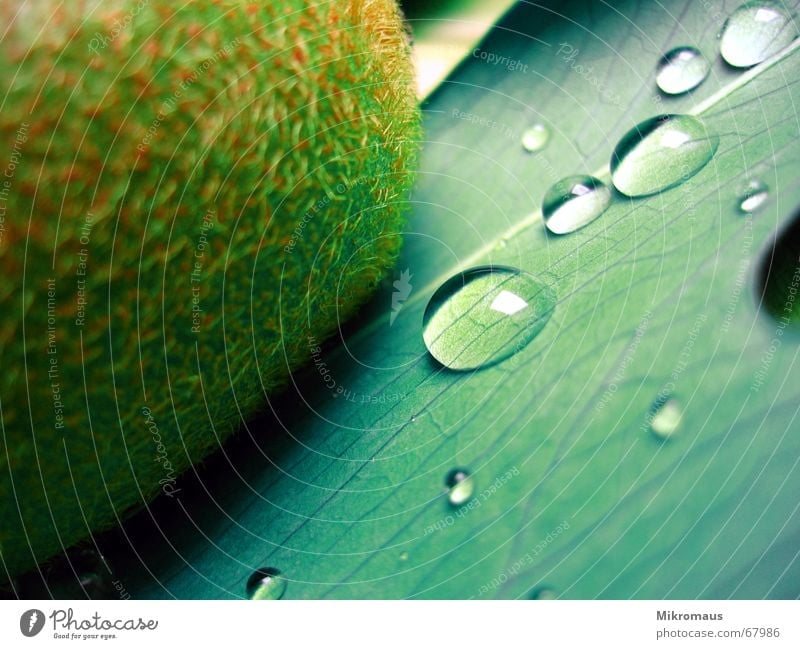 das vorletzte Kiwi Frucht Ernährung Wellness Gesundheit Wassertropfen Tropfen Tränen Trinkwasser Regen nass grün Pflanze Blattadern Gefäße Lebensmittel
