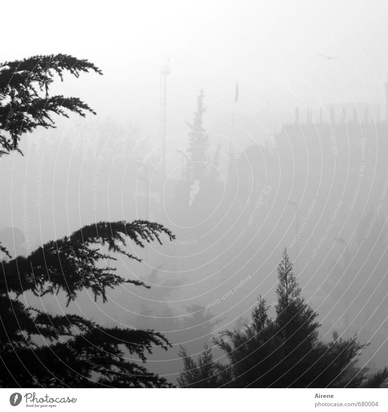 Wetter | geringe Sichtweite Umwelt Luft Nebel Baum Nadelbaum bedrohlich grau schwarz weiß ruhig Einsamkeit stagnierend unsicher orientierungslos verwaschen