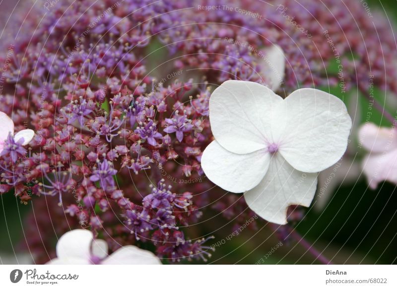 angeknabbert Sommer Natur Pflanze Blume Blüte violett weiß Hortensie Fehler nicht makellos August eingeschnapptes blümlein? saure blume? flower blossom white