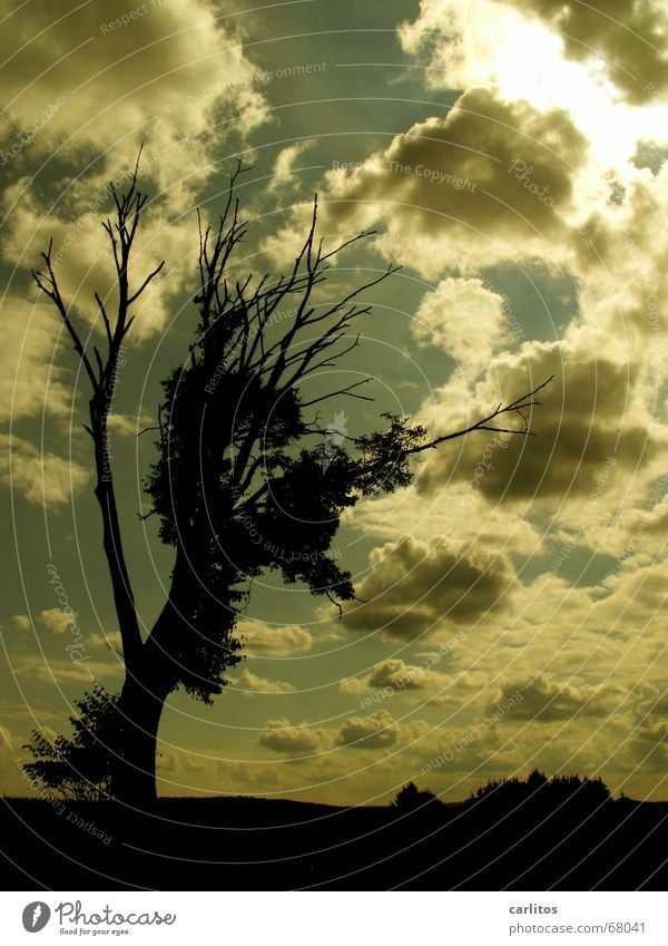 Himmel im pc-style Baum Symbiose Wolken dunkel Trauer Tod neues leben Traurigkeit was ist ein weissabgleich ?