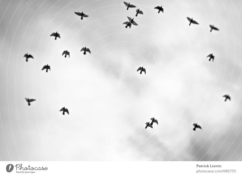 Keep Moving Umwelt Natur Himmel Wolken Tier Wildtier Vogel Flügel Tiergruppe Abenteuer Partnerschaft bizarr elegant komplex Konkurrenz Kraft Kreativität Schwarm