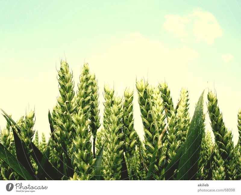 Weizenähren Feld Sommer gelb grün ruhig Landwirtschaft Erholung Himmel bleich Hoffnung Ähren Getreide Korn blau enstspannung Wind Wetter sky hell